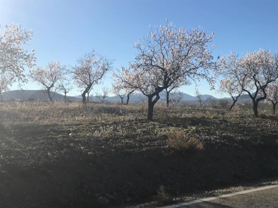 Cortijo Calma - Countryside Peace & Tranquility Lejlighed Oria Eksteriør billede